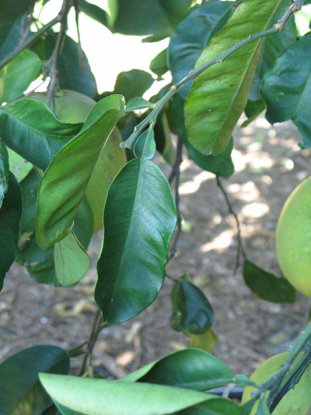              Shade leaves (Winter Haven, FL)       